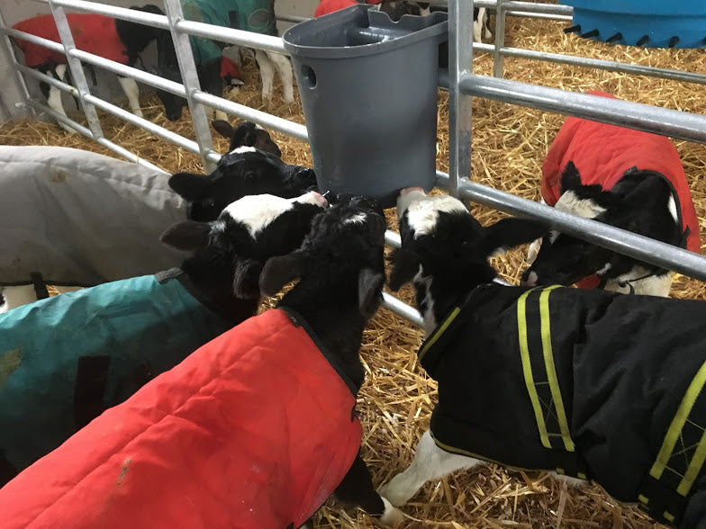 The 9 C's of Calving